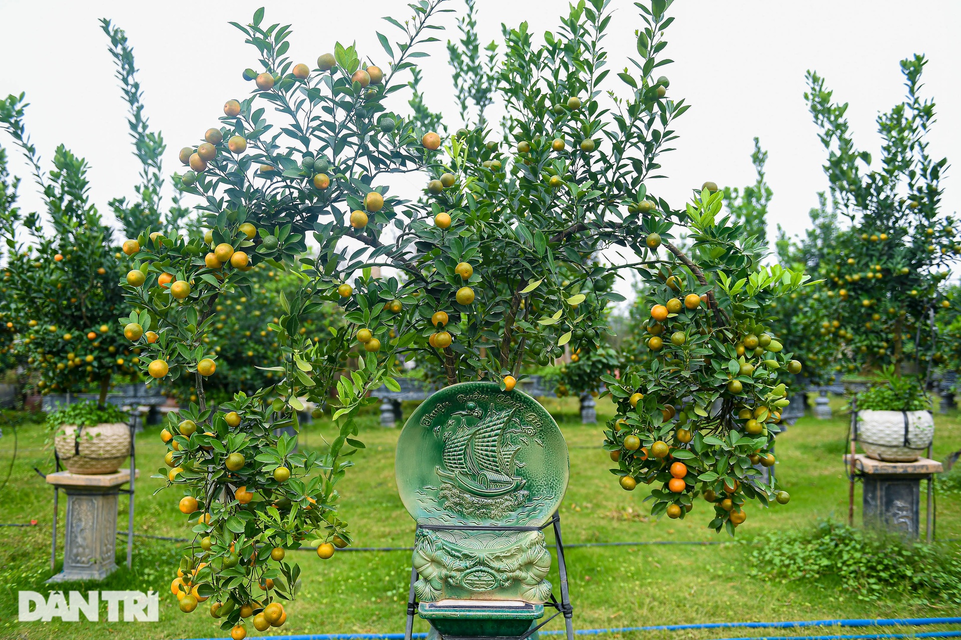 Kumquats assembled with driftwood in the shape of a dragon's head cost more than 100 million VND in Hanoi - 11