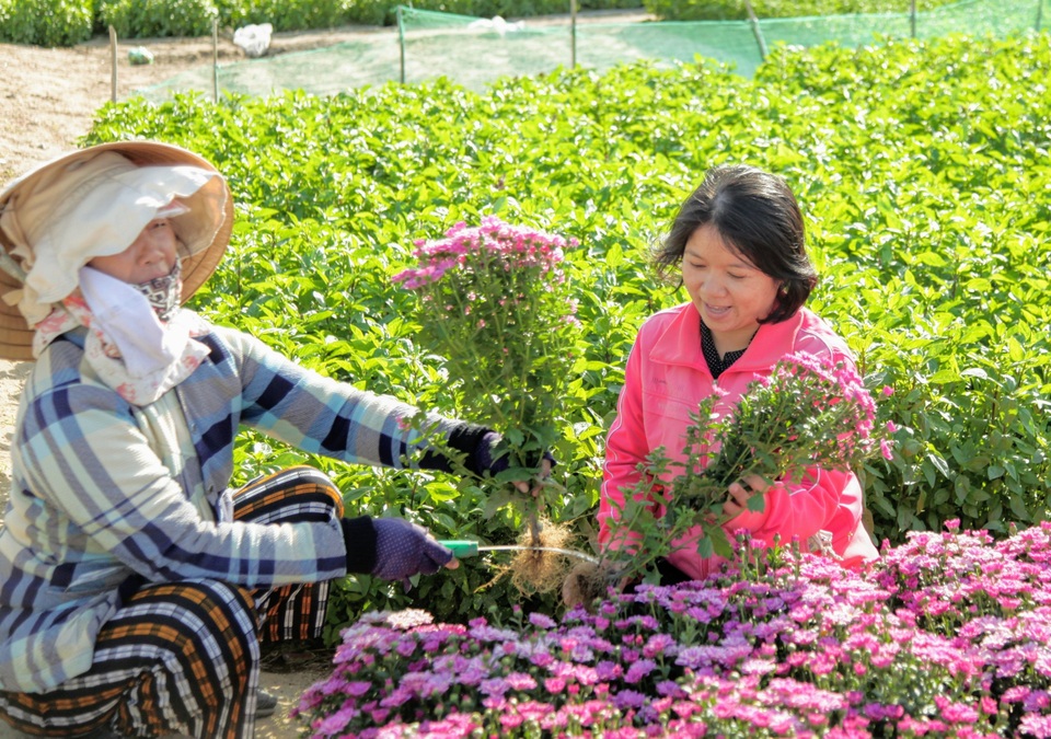 Nông dân làng hoa Mỹ Bình phấn khởi vì hoa Tết được giá - 6 Nông dân làng hoa Mỹ Bình phấn khởi vì hoa Tết được giá - 6