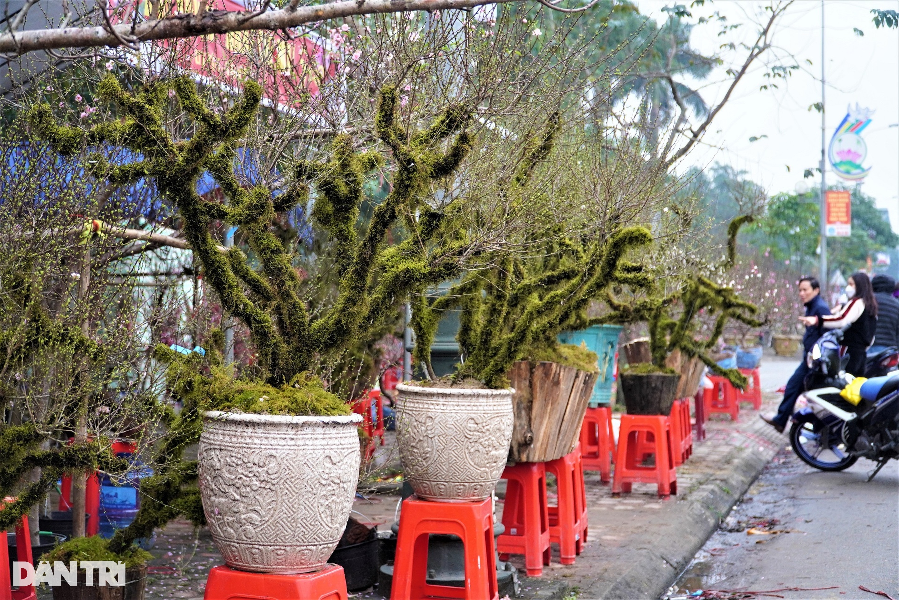 Loài hoa phủ rêu cổ kính trong thập đại danh hoa, giá cả chục triệu đồng - 2 Loài hoa phủ rêu cổ kính trong thập đại danh hoa, giá cả chục triệu đồng - 2