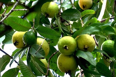 Ngọt ngào mùa ổi quê hương