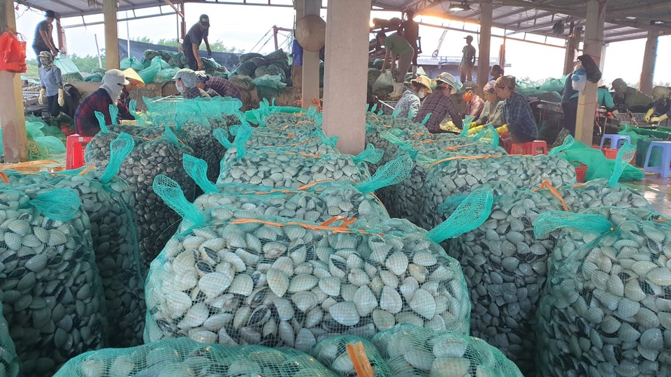Lao đao vì hàng chục tấn ngao giá “rẻ như bèo”, bán không ai mua - 6 Lao đao vì hàng chục tấn ngao giá “rẻ như bèo”, bán không ai mua - 6