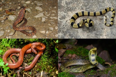 Những loài rắn tại Việt Nam, vô hại nhưng bề ngoài giống hệt rắn độc