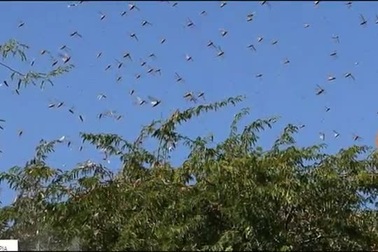 Máy bay phải chuyển hướng đột ngột vì gặp phải đàn châu chấu khổng lồ