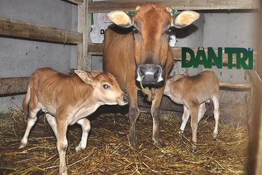 Hy hữu con bò 2 lần sinh đôi liên tiếp