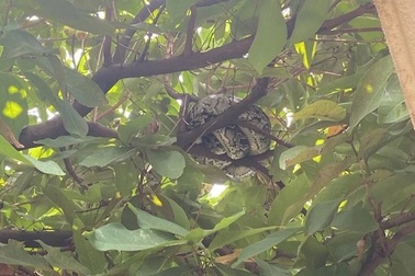 Trăn đất quý hiếm xuất hiện trong sân bay Đà Nẵng