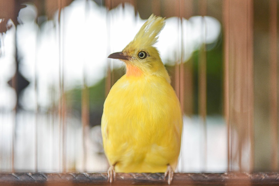 Săn lùng hoàng mào chơi Tết, đại gia thuê hẳn xe riêng đón chim quý về nhà - 8