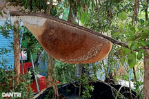 Cận cảnh tổ ong được xác lập kỷ lục lớn nhất Việt Nam ở Cà Mau