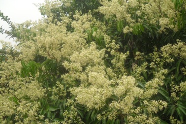 Ngọt ngào mùa hoa miền sơn cước