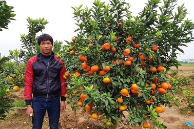 “Đút túi” hơn 150 triệu đồng mỗi năm từ nghề trồng quất cảnh bán Tết