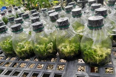 Tuổi xế chiều dính cú lừa Phi điệp, dân chơi "vỡ mộng" bán tháo không xong!