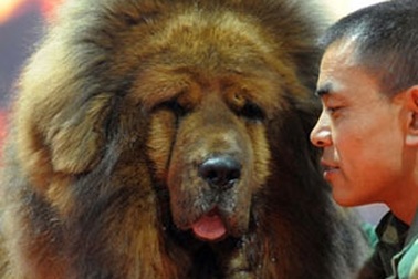 Loài chó triệu đô xuất hiện ở Hà Nội