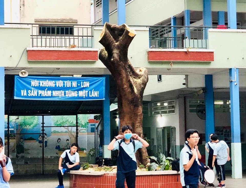 Sân trường “hụt hẫng” khi cây xanh bị đốn hạ, tỉa trụi cành - 1 Sân trường “hụt hẫng” khi cây xanh bị đốn hạ, tỉa trụi cành - 1