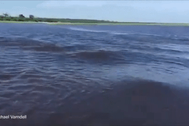 Chứng kiến cảnh hà mã di cư, du khách bị tấn công đến chết