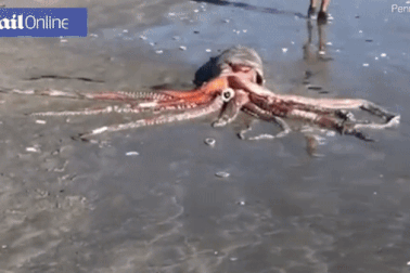 Xác mực khổng lồ nặng 200 kg trôi dạt vào bờ biển