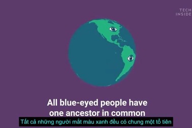 Những người mắt xanh đều có chung tổ tiên