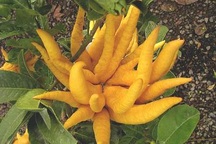 Phật thủ - Thuốc tốt chữa bệnh tiêu hóa