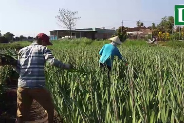 Lay ơn nở muộn, mất giá…dân lo mất tết