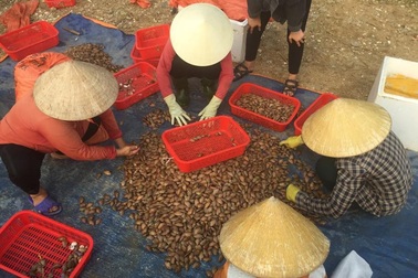 Ngư dân Hà Tĩnh phấn khởi vì trúng đậm sò lụa