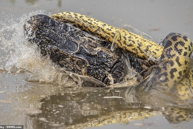 Trận chiến “nghẹt thở” giữa cá sấu và trăn trong rừng rậm Amazon