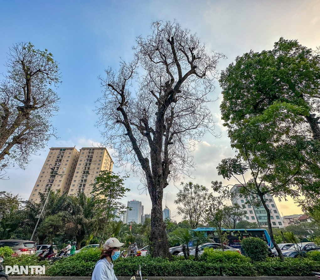Hàng loạt cây có dấu hiệu chết khô, trụi lá ở Hà Nội - 1 Hàng loạt cây có dấu hiệu chết khô, trụi lá ở Hà Nội - 1