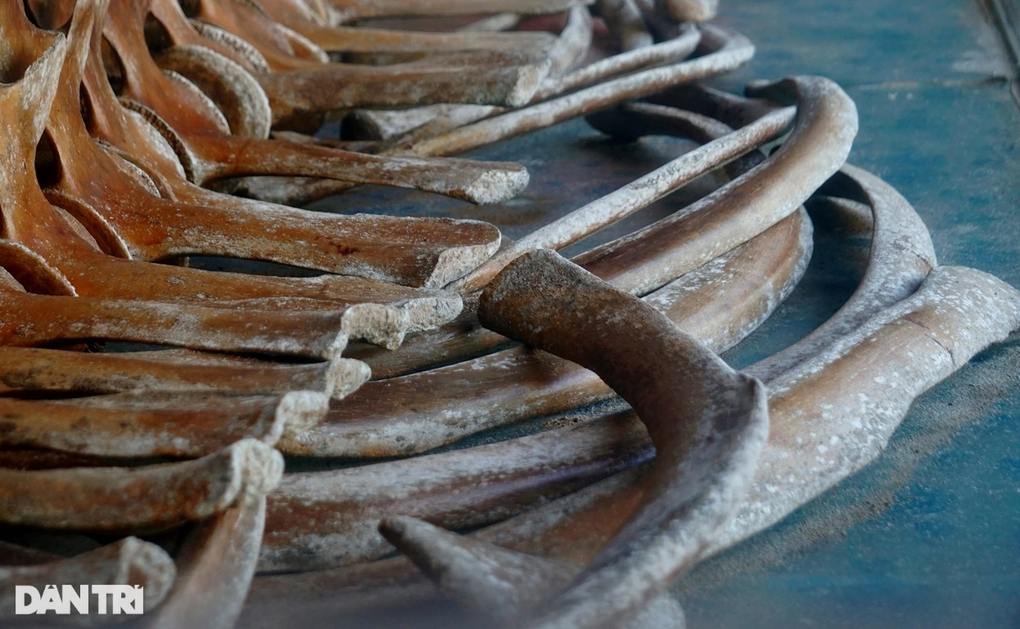 Ngắm báu vật khổng lồ ở làng biển xứ Thanh - 5 Ngắm báu vật khổng lồ ở làng biển xứ Thanh - 5