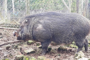 Quảng Ngãi: Kiếm hàng trăm triệu đồng từ nuôi heo rừng bán dịp Tết