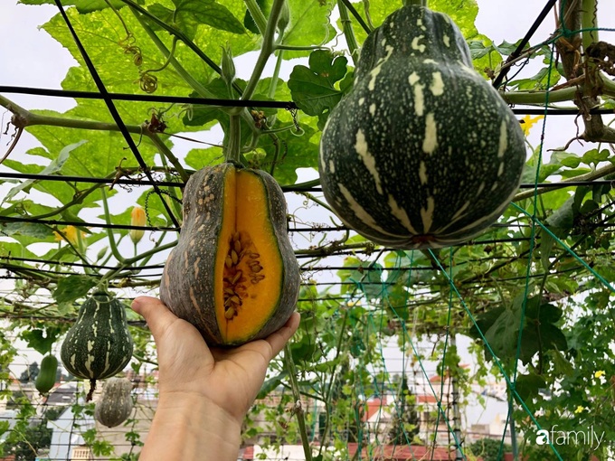Công thức trộn đất giúp sân thượng 50m² tốt tươi rau xanh và quả ngọt của người phụ nữ đảm ở Biên Hòa - Ảnh 4. Công thức trộn đất giúp sân thượng 50m² tốt tươi rau xanh và quả ngọt của người phụ nữ đảm ở Biên Hòa - Ảnh 4.