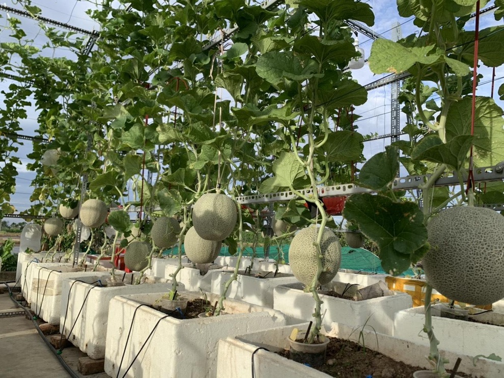 Vườn dưa nằm võng trăm gốc, gia chủ hái mỏi tay hơn 3 tạ/mùa - 3