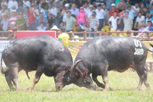 Chọi trâu Đồ Sơn: 16 “ông trâu” quyết đấu, trâu số 7 vô địch