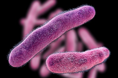 Khai thác năng lượng của vi khuẩn ăn thịt như một “loại kháng sinh sống”