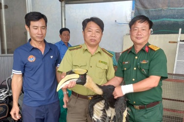 Đi làm ruộng, người dân phát hiện loài chim quý có hình dáng lạ