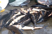 Cá tầm giá rẻ Trung Quốc hoành hành, 5 Bộ và hàng loạt địa phương vào cuộc