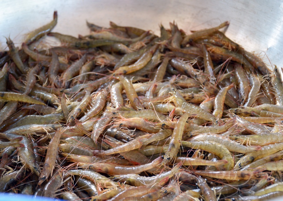Cà Mau: Đắt như tôm khô! - 2 Cà Mau: Đắt như tôm khô! - 2