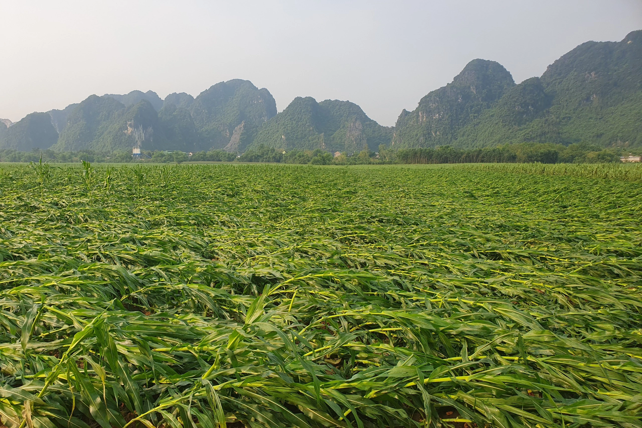 View - Mưa kèm theo lốc xoáy "cuốn bay" hơn 35 tỷ đồng ở huyện miền núi Nghệ An | Báo Dân trí