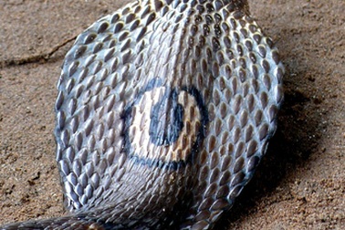 Năm Quý Tỵ nói chuyện cứu hộ rắn