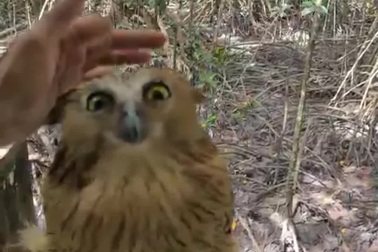 Chim cú cá quý hiếm xuất hiện ở Vườn quốc gia Mũi Cà Mau