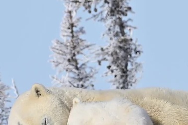 Hình ảnh đáng yêu của 2 mẹ con gấu Bắc Cực