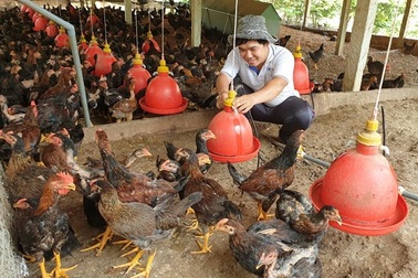 Giá gà tăng mạnh, nhưng người nuôi ... không vui