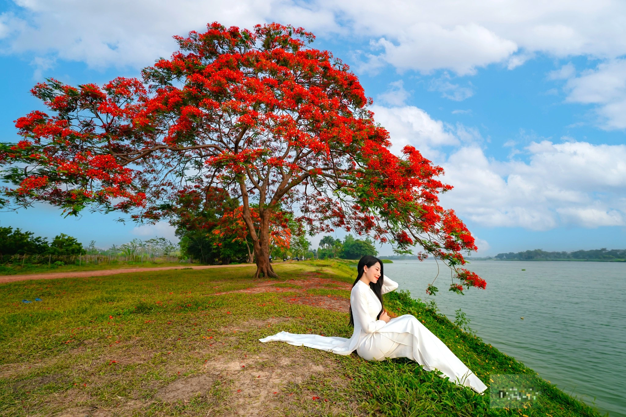 View - Cây phượng ở ngoại thành Hà Nội gây sốt "hút" khách đến cắm trại, chụp ảnh | Báo Dân trí