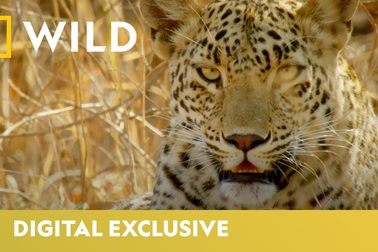 Báo hoang dã tại Ấn Độ