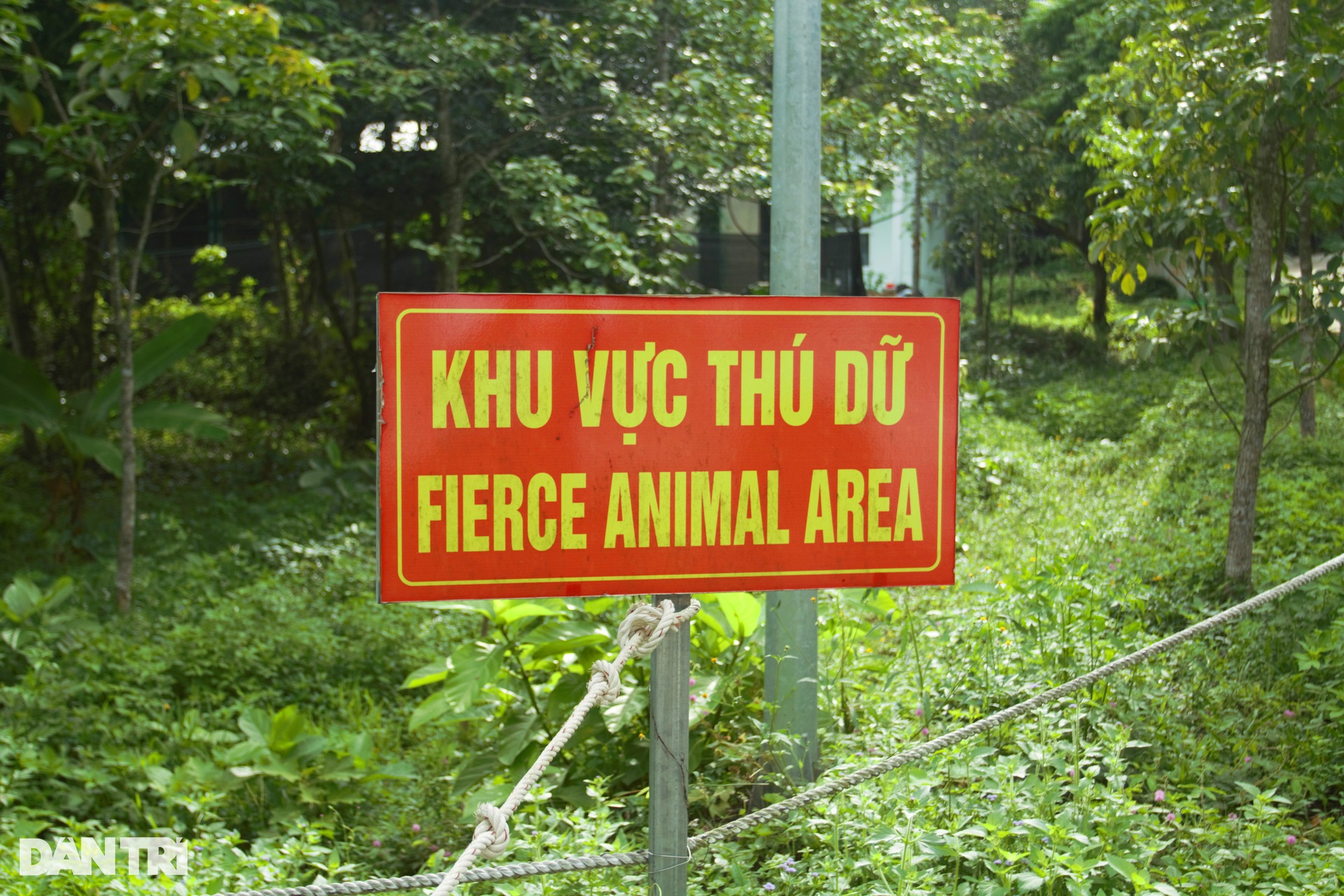 Indochinese tigers at Phong Nha-Ke Bang National Park