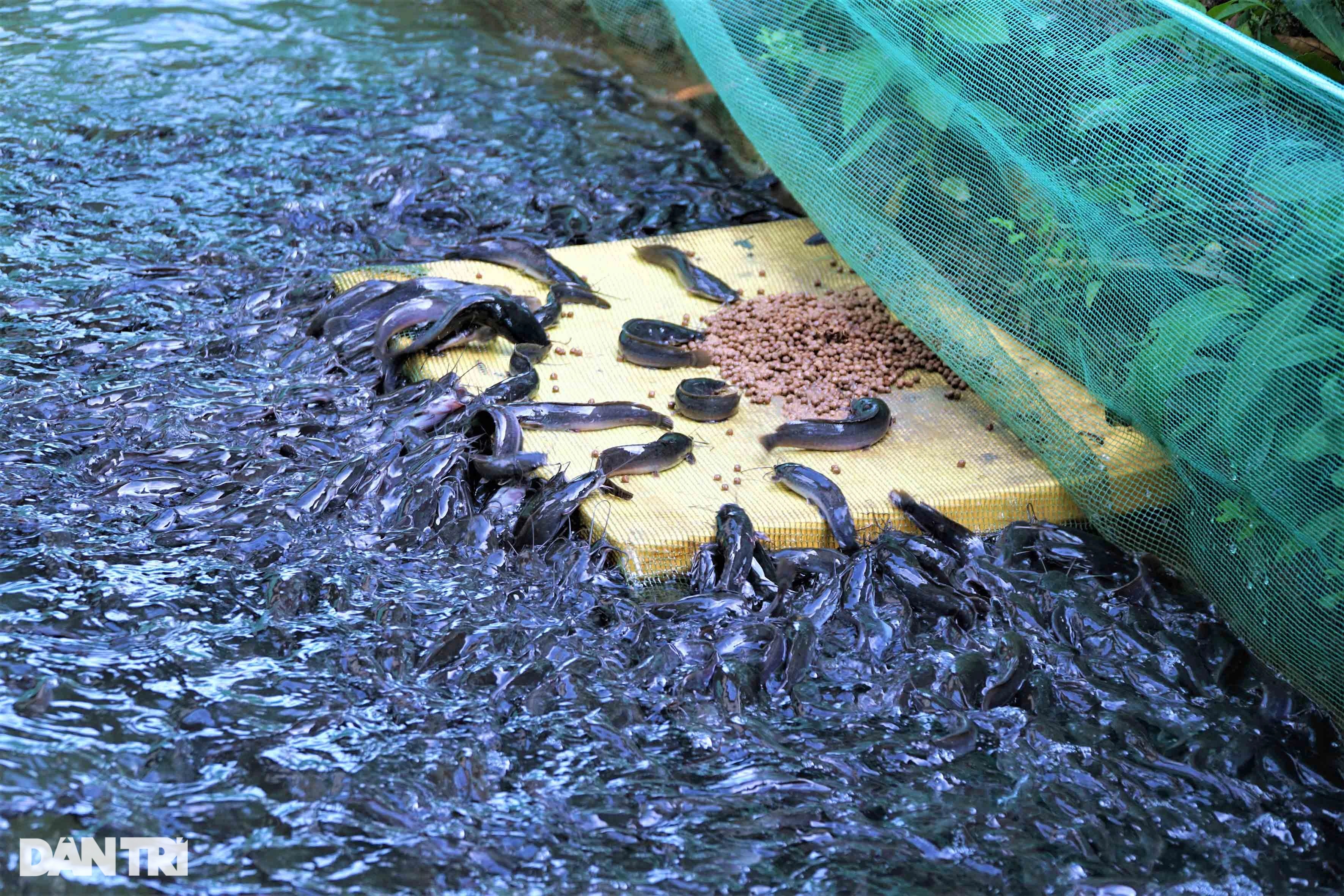 Xem vua xiếc cá cho hàng nghìn con cá trê vượt cạn giành thức ăn - 3 Xem vua xiếc cá cho hàng nghìn con cá trê vượt cạn giành thức ăn - 3