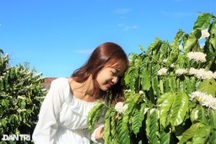 Cà phê "phủ tuyết" trắng xóa, tỏa hương thơm ngát trên cao nguyên