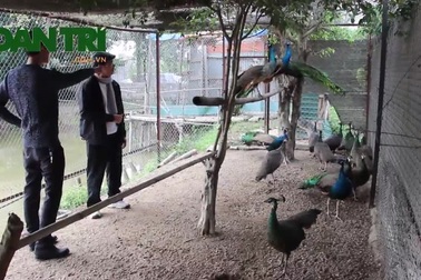 Rộ trào lưu mua chim công về chơi Tết