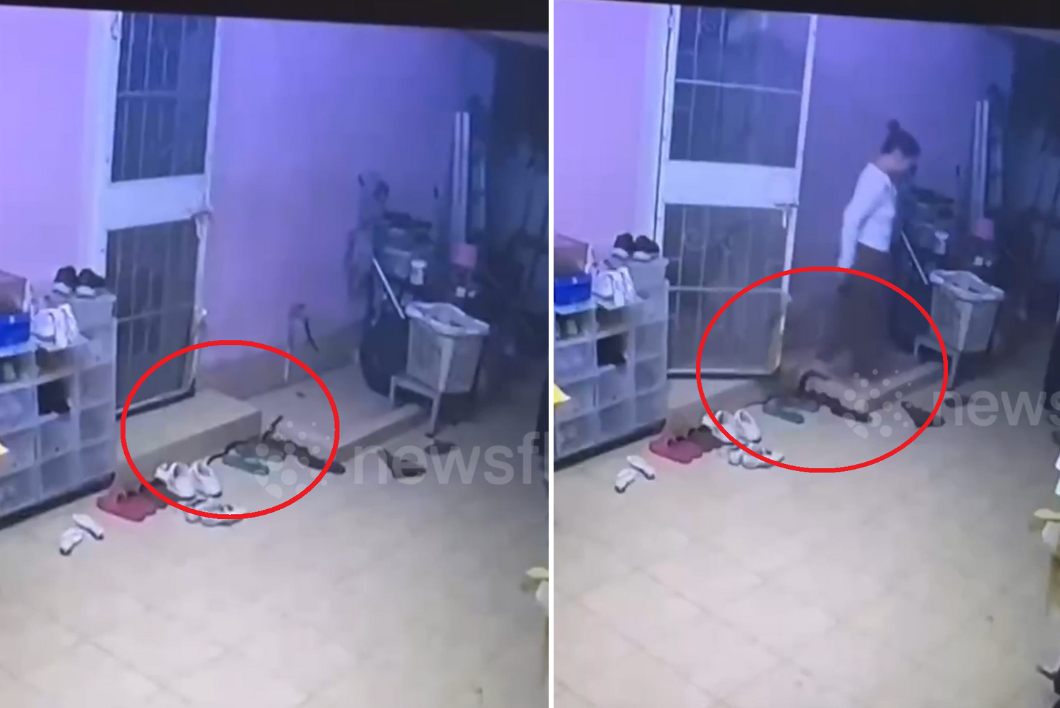 Nổi bật tuần qua: Cô gái suýt giẫm vào rắn hổ mang trước nhà mà không biết