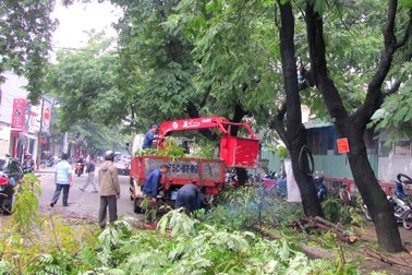 Bị phát hiện sai phạm, Giám đốc TT công viên cây xanh Huế xin từ chức