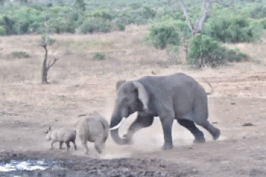 Xâm phạm lãnh thổ, mẹ con tê giác bị voi tấn công dữ dội