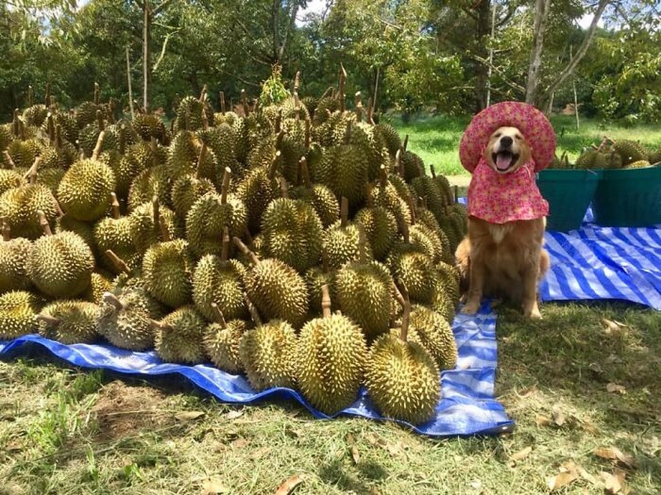 Nụ cười đốn tim của chú chó trở thành thương hiệu của nông trại sầu riêng - 11 Nụ cười đốn tim của chú chó trở thành thương hiệu của nông trại sầu riêng - 11