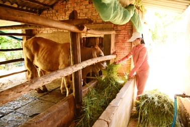 Phú Yên hỗ trợ việc làm bền vững cho người lao động để giảm nghèo