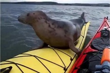 Chú hải cẩu thân thiện nhảy lên thuyền của du khách